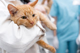 Cat Dental Care: Small Daily Habits That Help Keep Your Cat’s Teeth Healthier