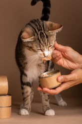 How to Choose the Best Wet Cat Food for Your Cat