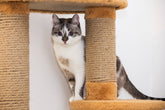 Best Cat Scratcher Materials for Large Cats: Sisal, Cardboard, Carpet or Wood?