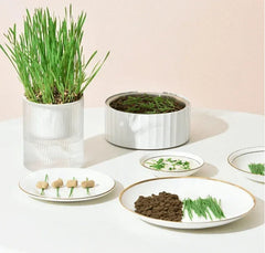 Cat grass grow kit with ceramic pots and pet-safe greens for cats, styled with treats and kibble on plates