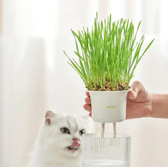 Cat grass grow kit with self-watering planter for cats, fresh pet-safe wheatgrass in white pot