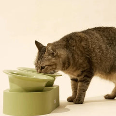 Tabby cat eating from stylish green elevated pet bowls for cats and dogs