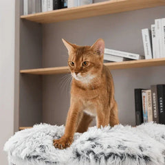 Michu Fluffy Blossom Real Wooden Cat Tree - Premium Quality & Stylish Cat Furniture - Extra Large with a cat on its soft surface.