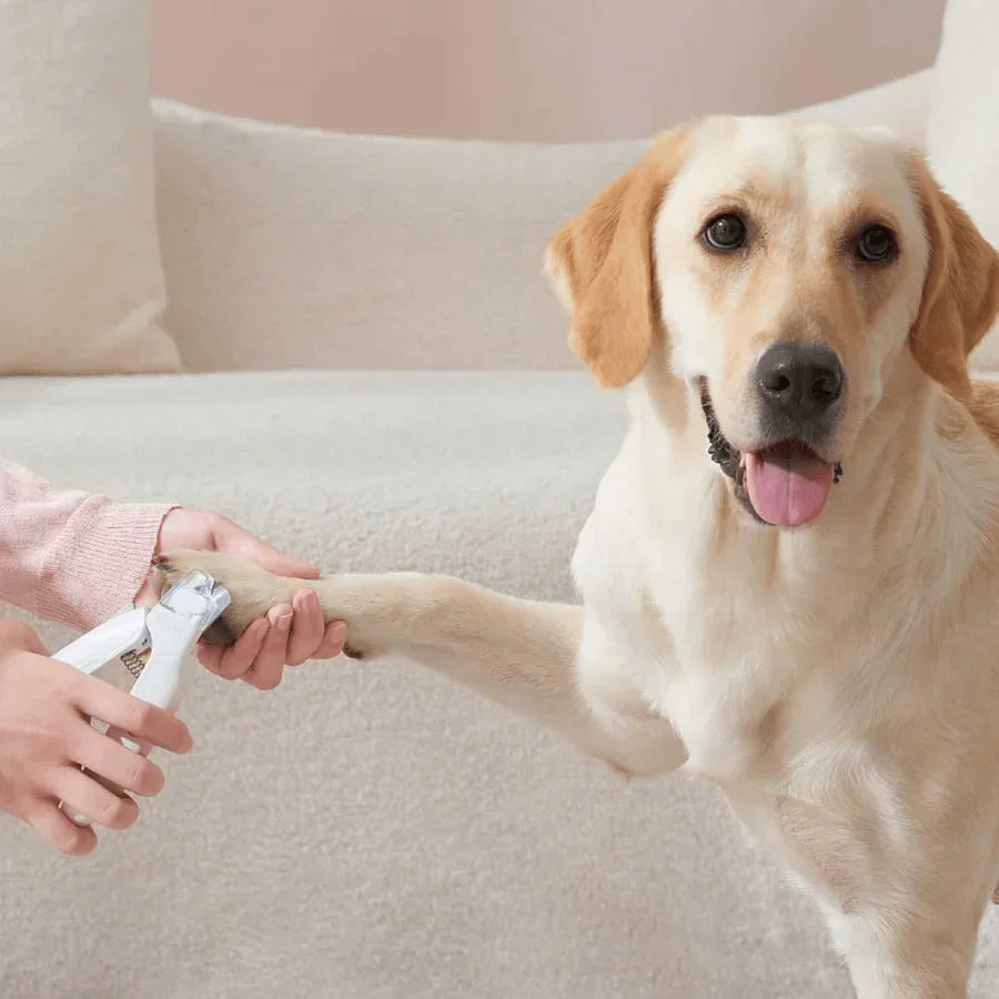 Michu LED light nail clipper for pets Hygiene 2.0 Version used on a happy dog in a cozy home setting.