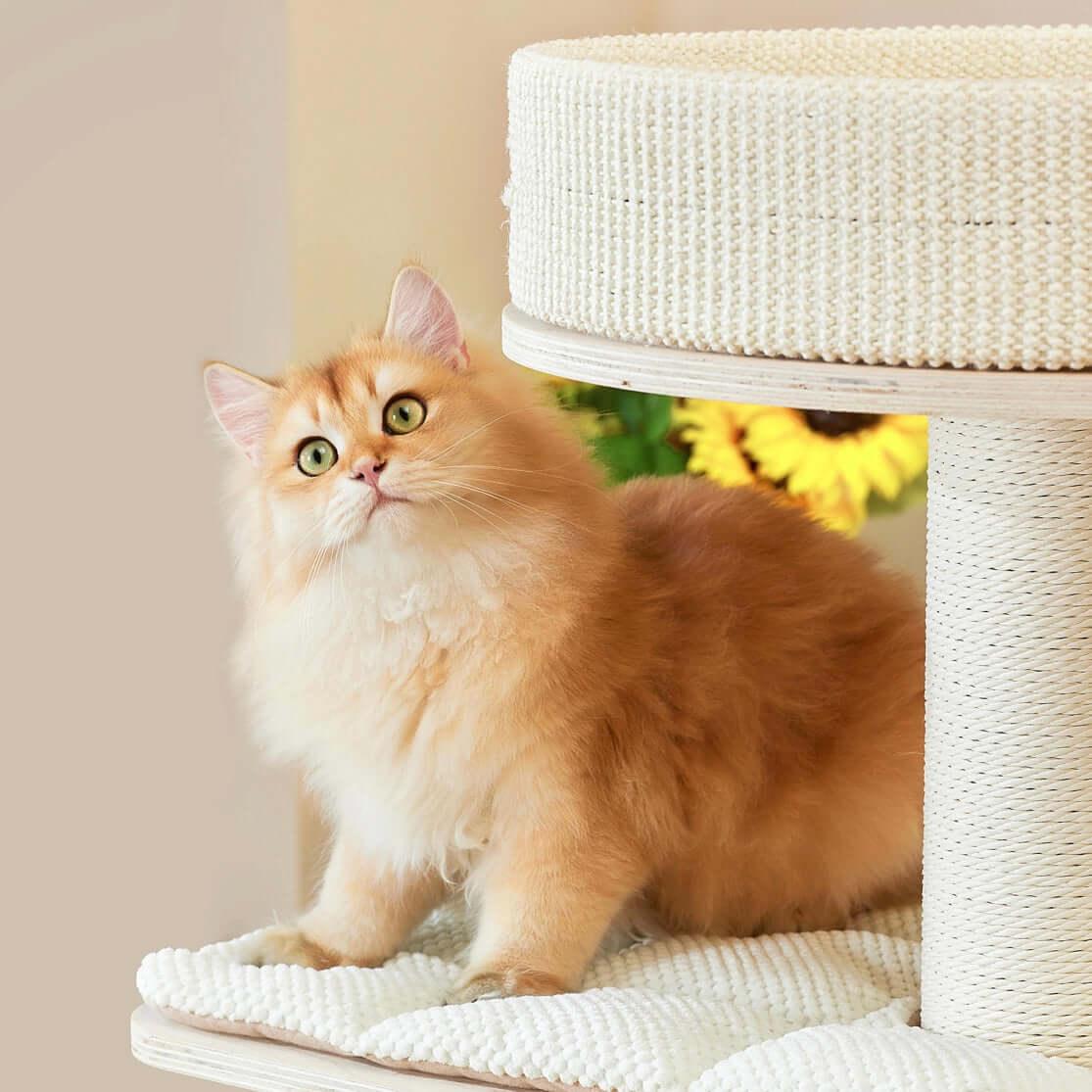 Cat relaxing on the Michu Luna Multi-Layer Solid Wood Cat Nest Tree with a stylish, home-friendly design.