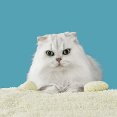 Fluffy white cat on cozy pet bed, stylish cat supplies for Melbourne pet owners
