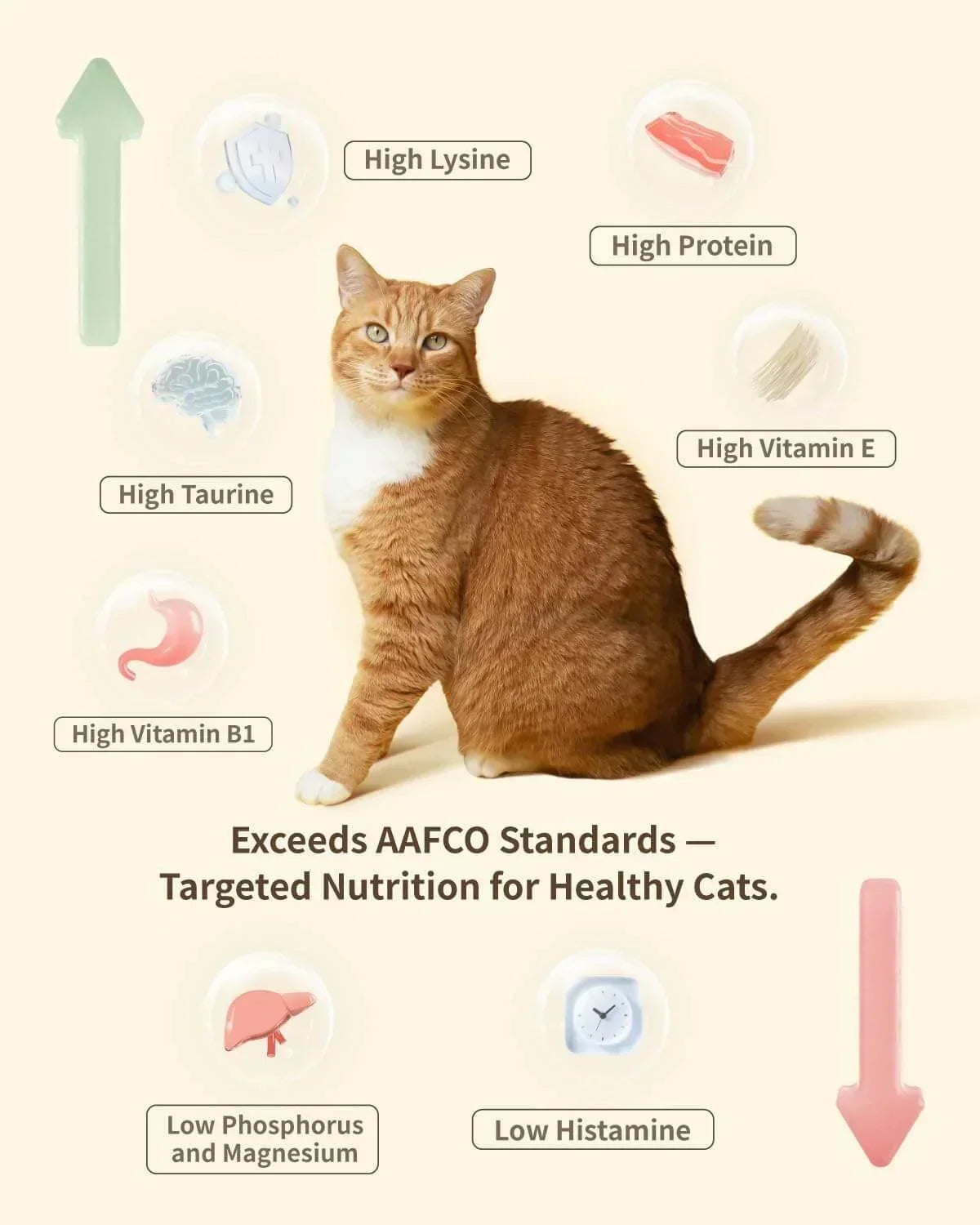 Healthy orange tabby cat with high protein, taurine, lysine, vitamin E & B1, low phosphorus & histamine cat food benefits