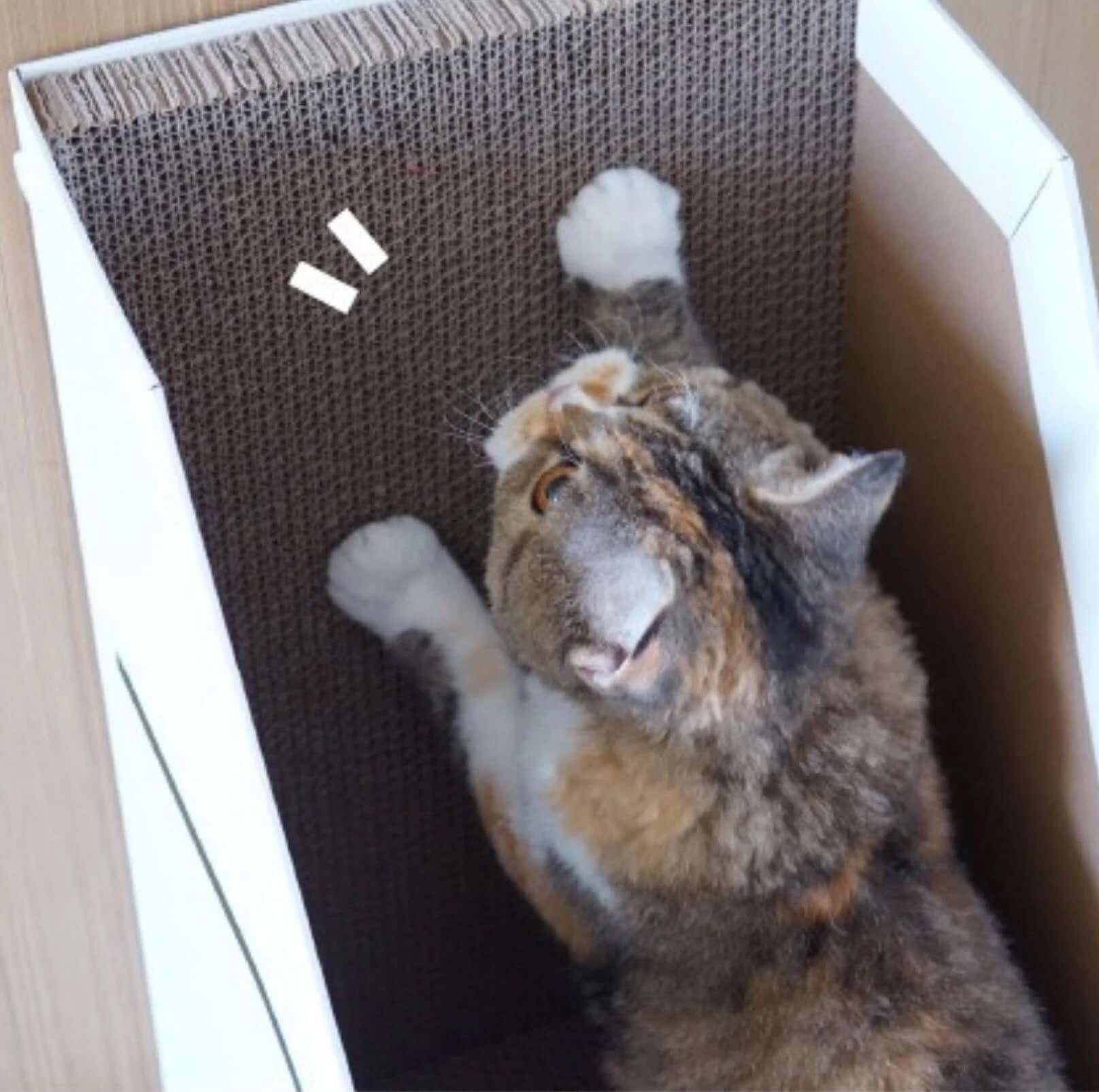 PURROOM Little Chick Series Vertical Cat Scratcher Box Cat Toy (Adjustable in height)-Petroom