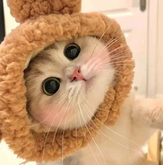 Pet Hat For Cat And Small Dog-Petroom