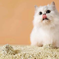 Fluffy white cat licking lips beside clumping cat litter, ideal for pet owners seeking clean, practical feline care supplies.