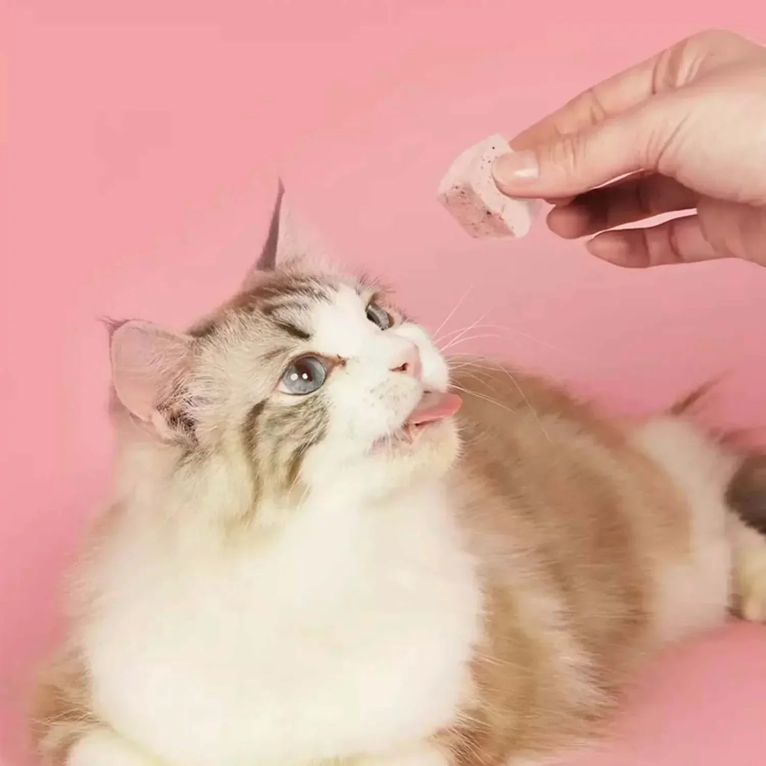 Fluffy cat with blue eyes licking treat from hand against pink background