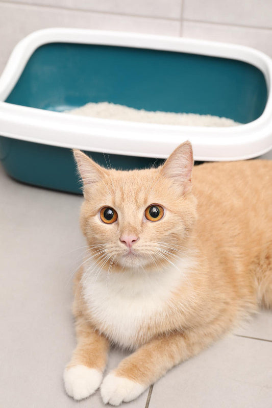 orange cat using clean cat litter trays at home