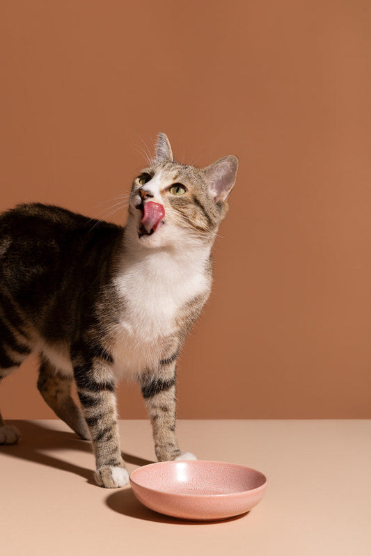 Kitten eating Wet Cat Food from a bowl, showing soft texture and easy feeding for young cats learning daily meals