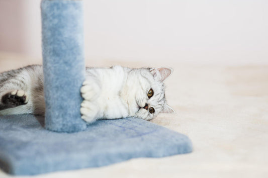 Large cat resting on a clean cat tree for large cats in a cosy Australian home