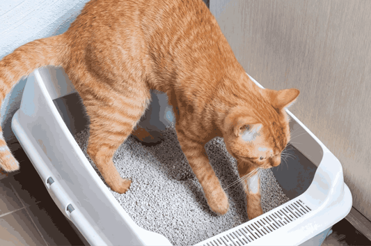 Orange cat using a litter tray while testing scented or unscented tofu cat litter
