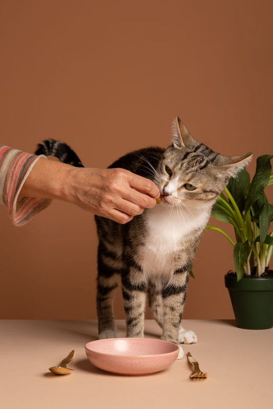 Indoor cat eating wet cat food by hand beside a feeding bowl