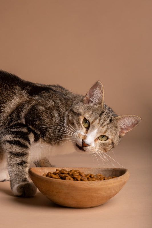 Kitten getting ready to eat cat dry food from a bowl at home