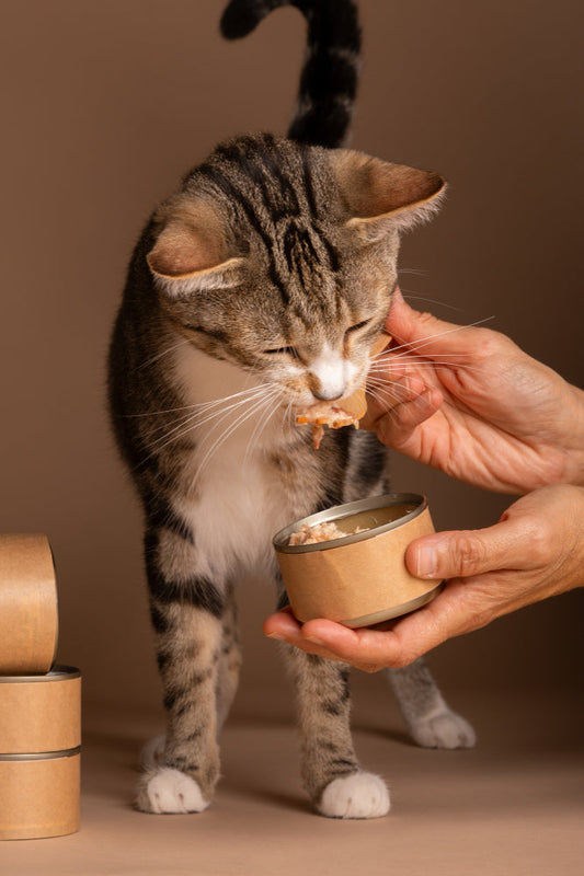 Person feeding a cat wet cat food at home, showing a gentle daily feeding routine for better hydration and mealtime comfort
