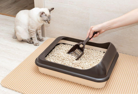 A cat sitting next to a litter box filled with tofu cat litter pellets made from soybean fibre