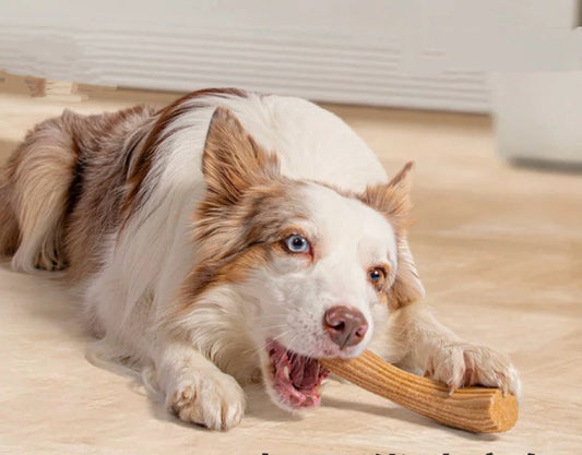 Dog chewing and destroying a toy at home, showing common toy destruction behaviour