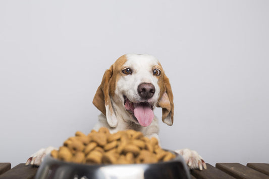 Dog eating dry dog food from a bowl, showing daily feeding habits, appetite and how kibble suits a dog’s routine
