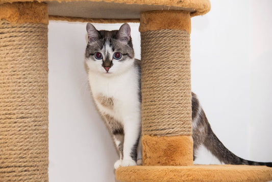 Large cat relaxing on a cat tree near cat scratchers for a cosy indoor home setup