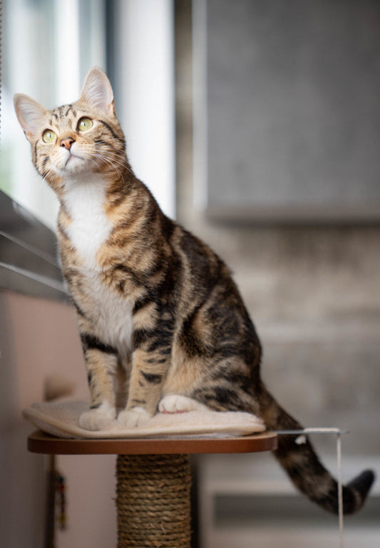 Kitten standing on cat scratchers, showing a playful scratching setup that helps redirect claws away from furniture
