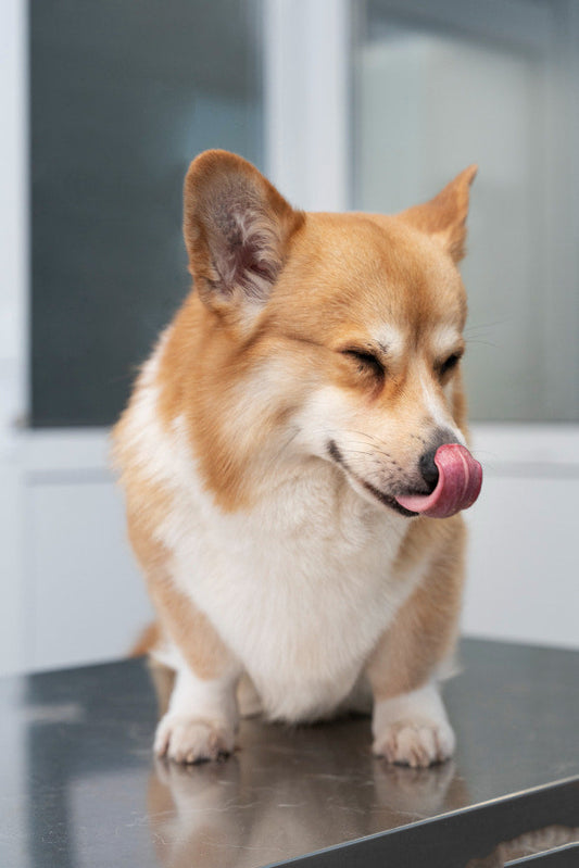 Happy dog licking its lips before mealtime with dry dog food and wet food options