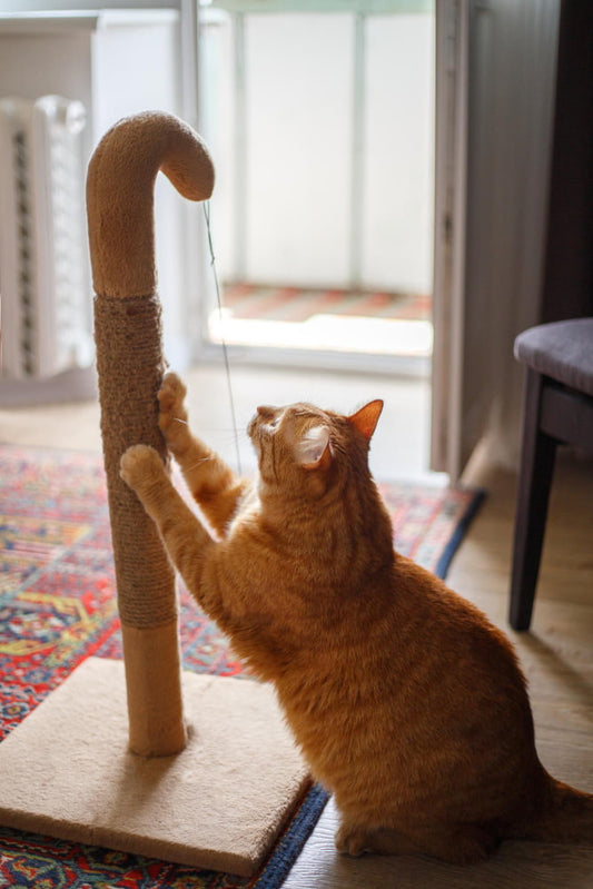 Kitten using a cat scratcher post at home while learning healthy scratching habits