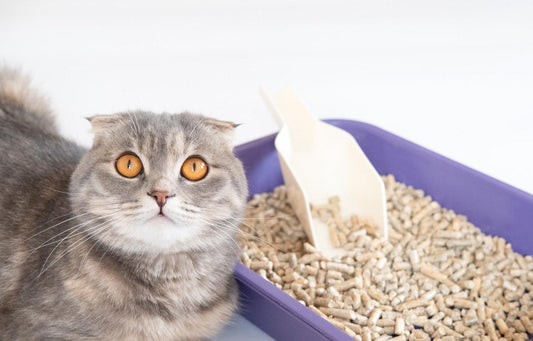 Cat using a clean litter box with low dust tofu cat litter at home