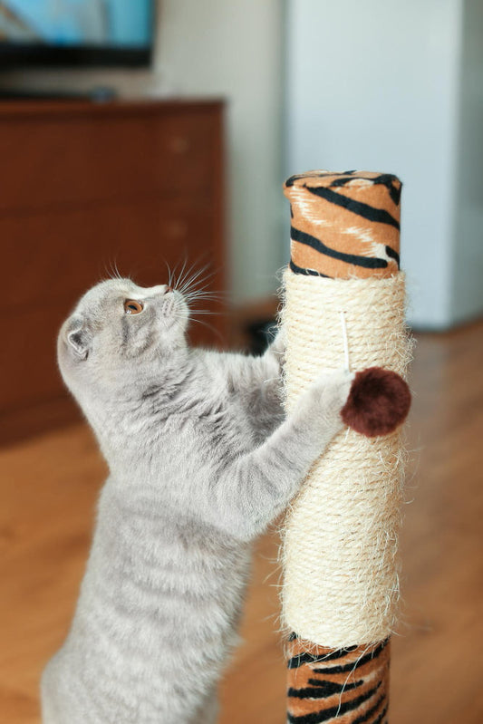 Cat using a vertical scratching post at home to stretch and care for its claws