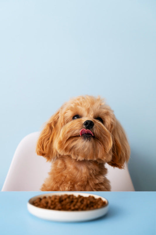 A dog sitting in front of a bowl filled with dry dog food