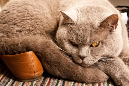 Senior cat resting comfortably at home while adjusting to a wet cat food diet