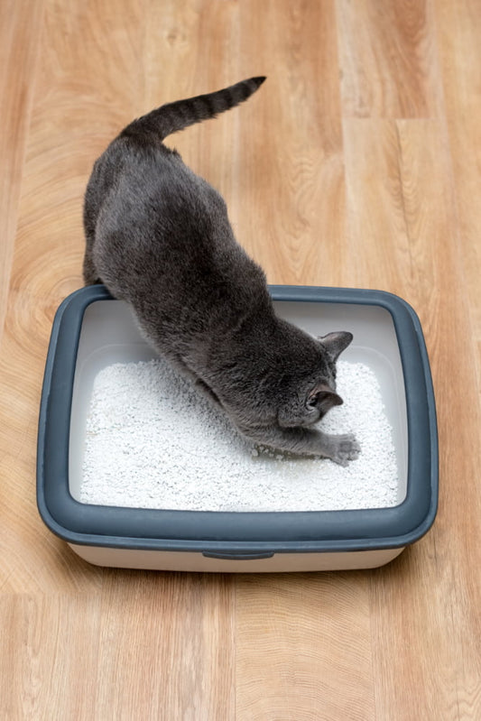 Grey cat digging in a clean litter tray filled with tofu cat litter