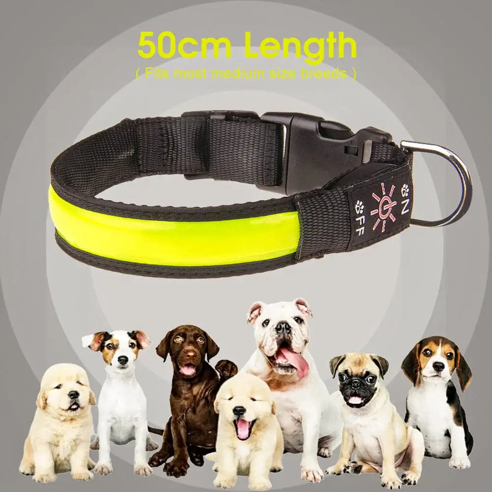 50cm USB Rechargeable Light-up LED Pet Collar-Petroom
