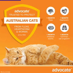 ADVOCATE Flea, Heartworm and Worm For Big Cat 6pack (Purple)