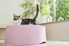Michu Macaron High Edge Cream White Open Style Extra Large Cat Litter Box Designed by MEOOF XL