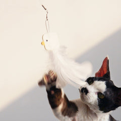 PURROOM Little Chicken Series: Extendable Feather Cat Stick Cat Toy
