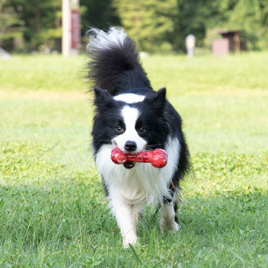 GiGwi Tough Dog Toys Rubber Bone Medium Large