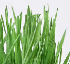 MICHU Soil-Free Cat Grass Kit With Extra Seed Pack