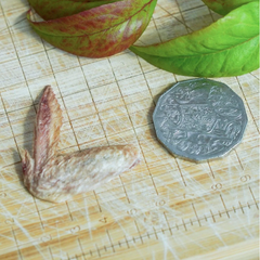 FUREEZE Freeze Dried Quail Wings 50g