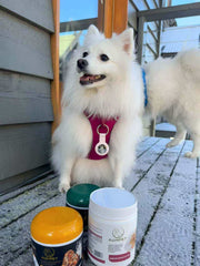 Auinpet BONE + JOINT PROTECT Shark Cartilage Chews For Pets 180g-Petroom