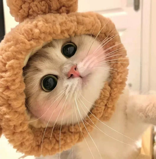 Pet Hat For Cat And Small Dog