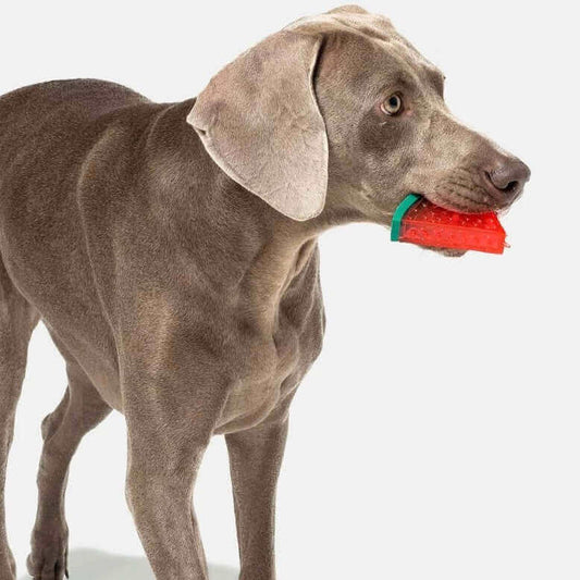 Fruit Shape Chewable Cooling Dog Toy-Petroom