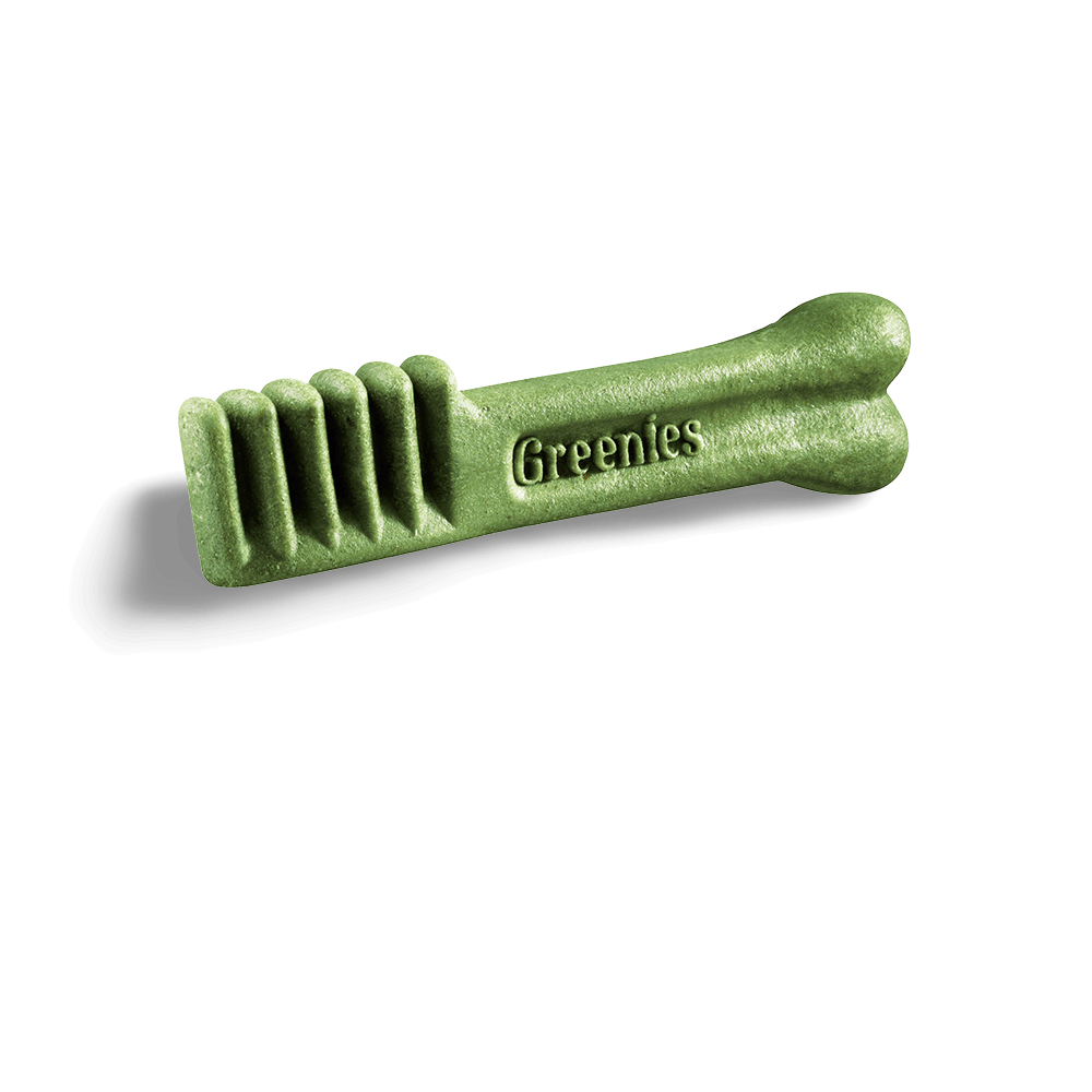 Greenies Blueberry Flavour Regular Dental Dog Treats 12 Chews displayed on a white background, showcasing its unique shape.
