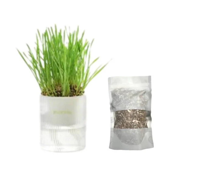 MICHU Soil-Free Cat Grass Kit With Extra Seed Pack-Petroom