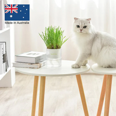 MICHU Soil-Free Cat Grass Kit With Extra Seed Pack-Petroom