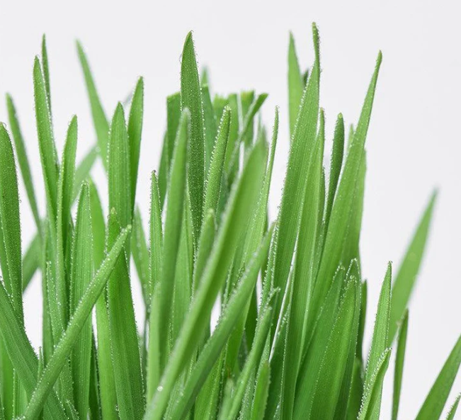 MICHU Soil-Free Cat Grass Kit With Extra Seed Pack-Petroom