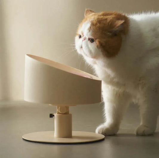 Fluffy white and ginger cat exploring modern beige cat feeder bowl, stylish pet supplies for cats