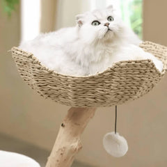 Michu Real Wood Cat Tree - Ultimate Feline Playground for Aussie Cats with a fluffy white cat enjoying the cozy perch.